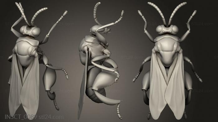Insects (insects beetle, INSCT_0089) 3D models for cnc