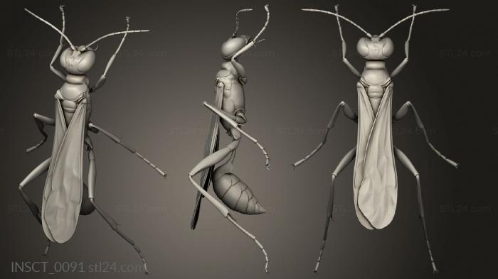 Insects (insects beetle, INSCT_0091) 3D models for cnc