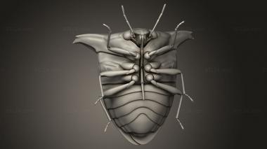 Insects (insects beetle, INSCT_0108) 3D models for cnc