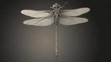 Insects (insects beetle, INSCT_0110) 3D models for cnc