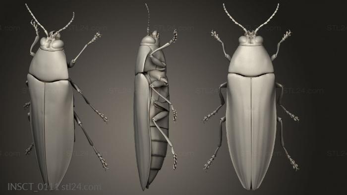Insects (insects beetle, INSCT_0111) 3D models for cnc