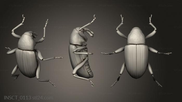 Insects (insects beetle, INSCT_0113) 3D models for cnc