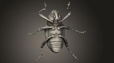 Insects (insects beetle, INSCT_0113) 3D models for cnc