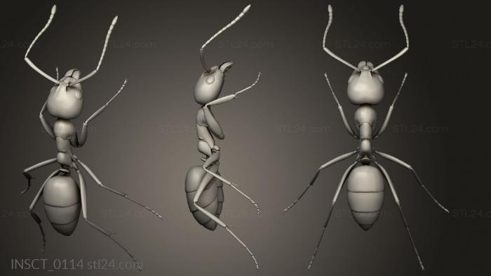 Insects (insects beetle, INSCT_0114) 3D models for cnc