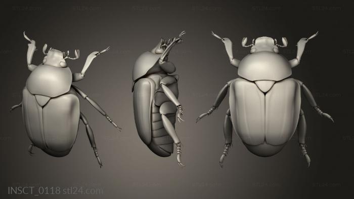 Insects (insects beetle, INSCT_0118) 3D models for cnc