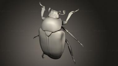 Insects (insects beetle, INSCT_0118) 3D models for cnc