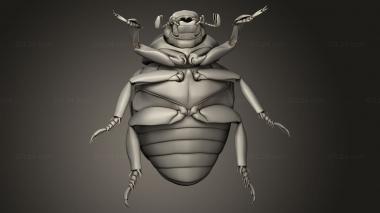 Insects (insects beetle, INSCT_0118) 3D models for cnc