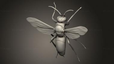 Insects (insects beetle, INSCT_0119) 3D models for cnc