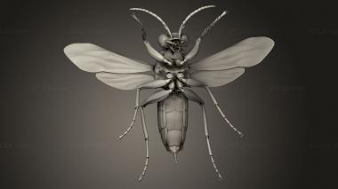 Insects (insects beetle, INSCT_0119) 3D models for cnc