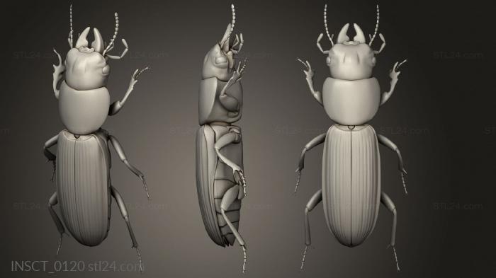 Insects (insects beetle, INSCT_0120) 3D models for cnc