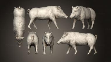 Animals (Wild boar var1, JV_0172) 3D models for cnc