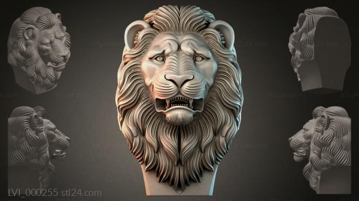 LVI_000255