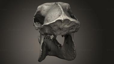 Mask (Gorilla skull, MS_0931) 3D models for cnc