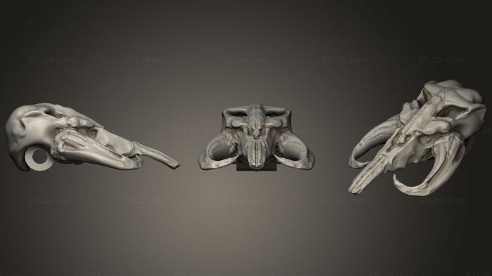 Маски и морды животных (Череп мандалорского мифозавра, MSKJ_0235) 3D модель для ЧПУ станка