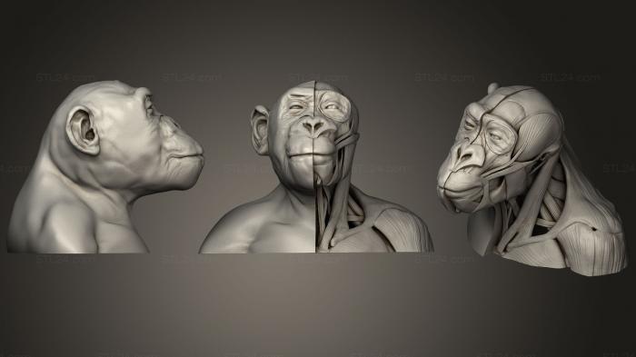 Маски и морды животных (Анатомия бонобо, MSKJ_0255) 3D модель для ЧПУ станка