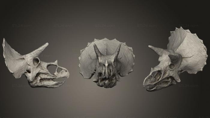 Маски и морды животных (Череп трицератопса в Колорадо, США, MSKJ_0261) 3D модель для ЧПУ станка
