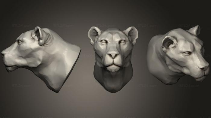 Lioness 2