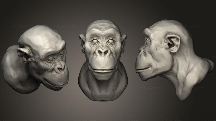 Маски и морды животных (Шимпанзе 2, MSKJ_0407) 3D модель для ЧПУ станка