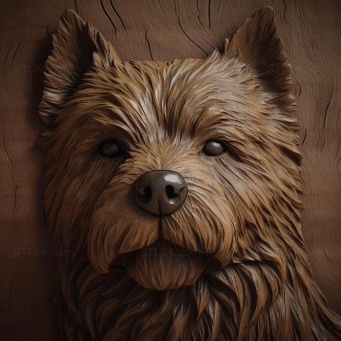 st Norwich Terrier dog 1