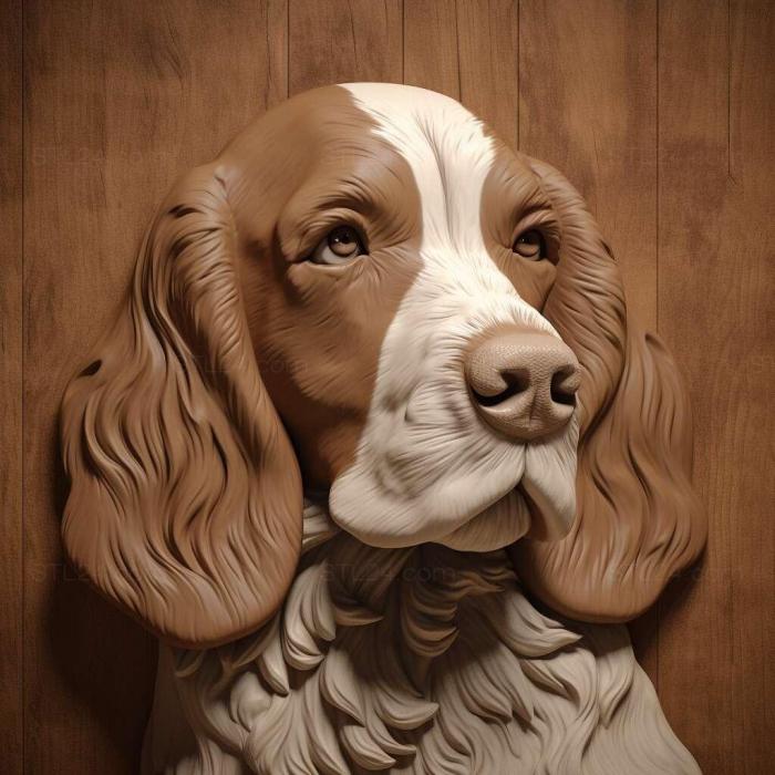 Welsh Springer Spaniel dog 4