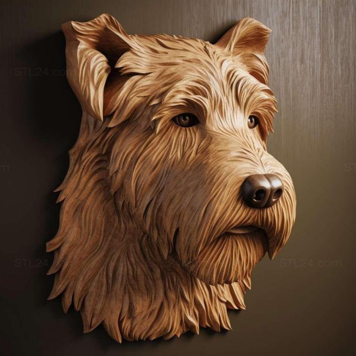 st Irish soft haired Wheat Terrier dog 2