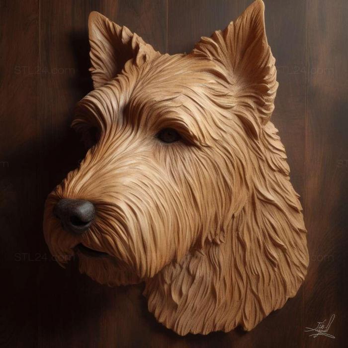 st Irish soft haired Wheat Terrier dog 4