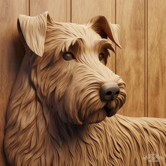 Irish soft haired Wheat Terrier dog 3