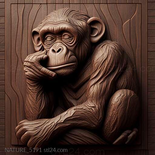 Сент-Микки шимпанзе знаменитое животное 3