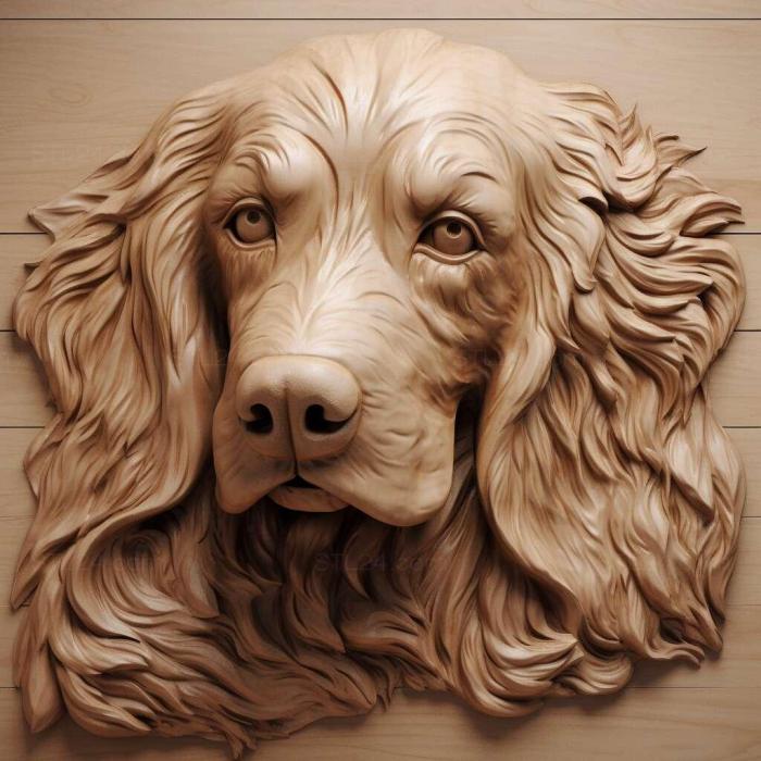 Picardy Spaniel dog 4