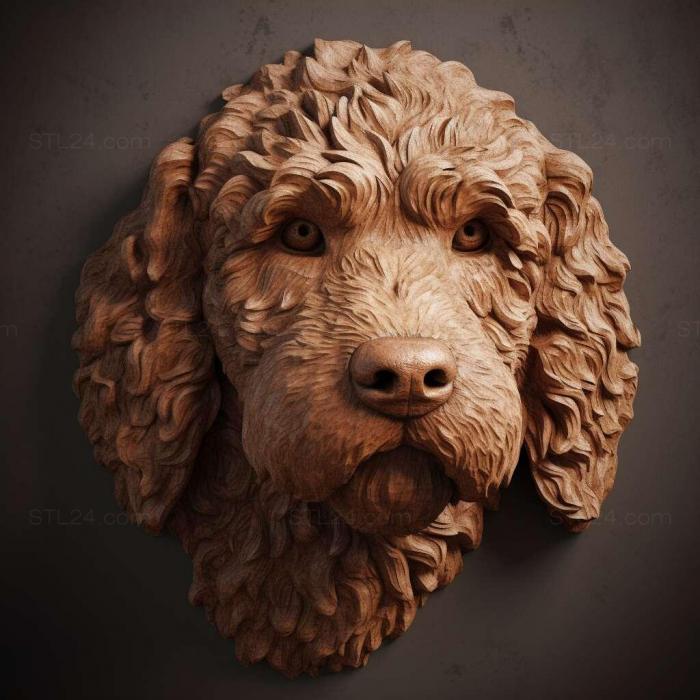 Spanish Water dog 2