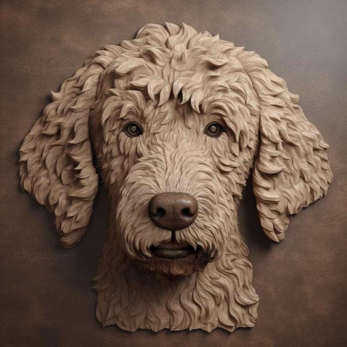 Spanish Water dog 4