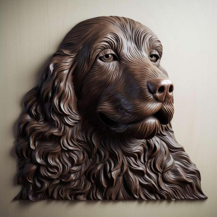 Boykin Spaniel dog 4