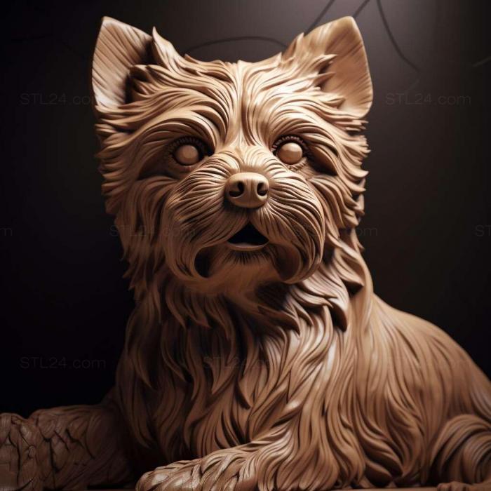 Yorkshire Terrier dog 1