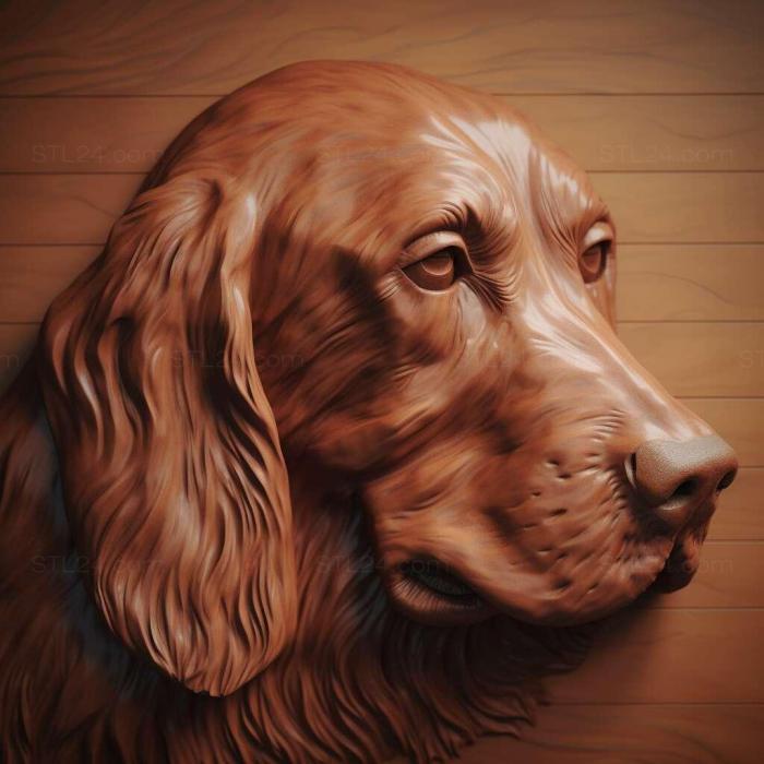 Irish Red Setter dog 4