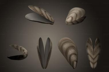 Different (Open mussel shell, NS_0308) 3D models for cnc