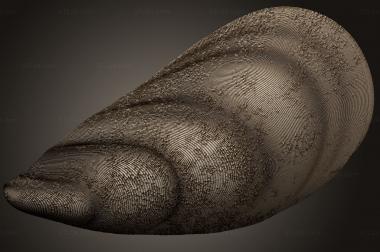 Different (Open mussel shell, NS_0308) 3D models for cnc