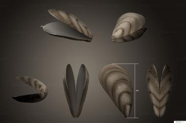 Different (Open mussel shell, NS_0308) 3D models for cnc