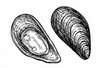 Different (Open mussel shell, NS_0308) 3D models for cnc