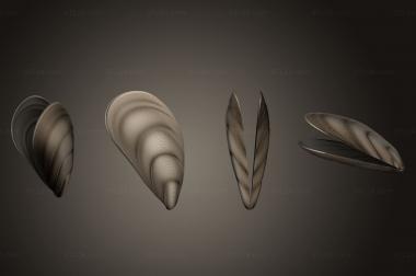 Different (Mussel shell open version1, NS_0337) 3D models for cnc