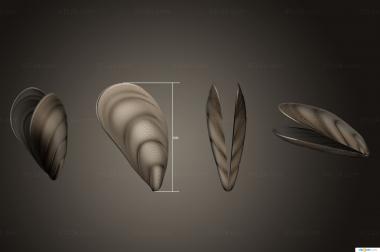 Different (Mussel shell open version1, NS_0337) 3D models for cnc