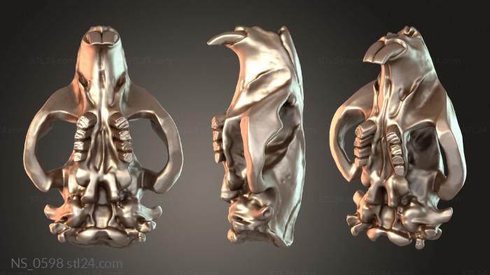 Beaver Skull Daring
