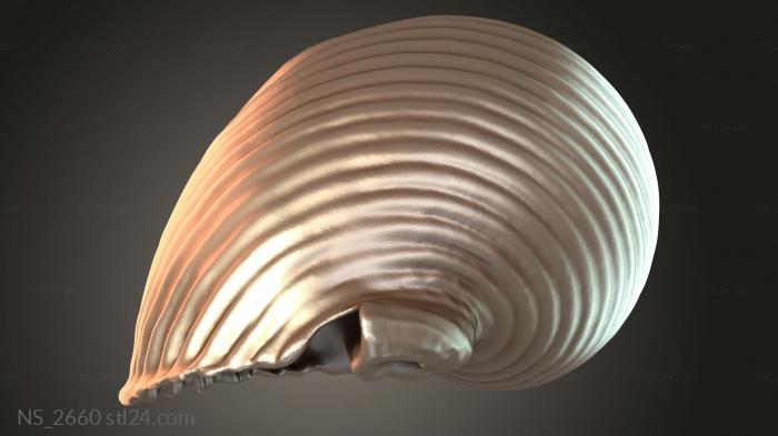 Shell Seashell Conch