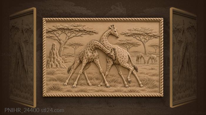 Giraffe bulls swing necks on savanna 3d STL model