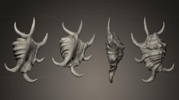 Stones and shells (Lambis chiragra arthrica, ROCKS_0008) 3D models for cnc