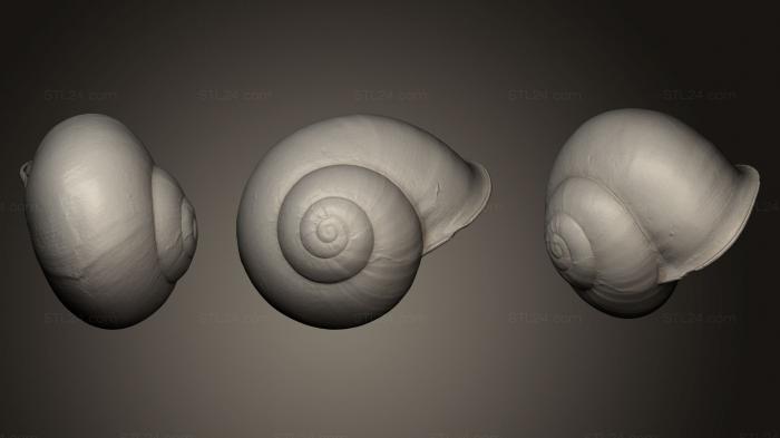 Stones and shells (Mini Spiral Seashell 3D Printable, ROCKS_0033) 3D models for cnc