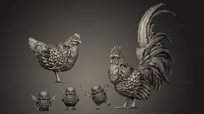chicken rooster chicks
