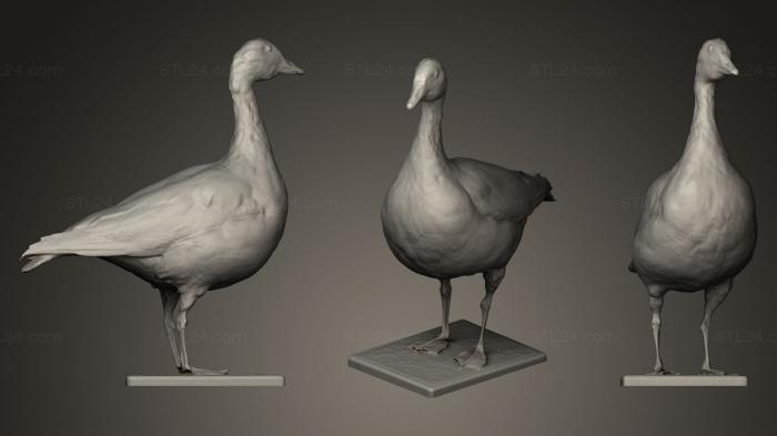 Статуэтки птицы (Большой белолобый гусь Anser albifrons, STKB_0106) 3D модель для ЧПУ станка