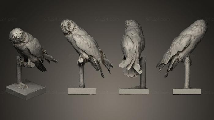 Статуэтки птицы (Калоус пустовка Asio flammeus L, STKB_0108) 3D модель для ЧПУ станка