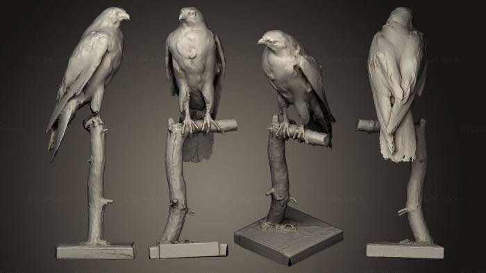 Bird figurines (Sokol sthovav Falco peregrinus E, STKB_0145) 3D models for cnc