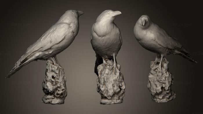 Bird figurines (Common raven Corvus corax, STKB_0154) 3D models for cnc